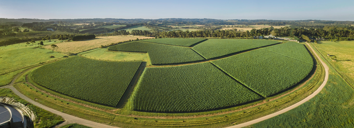 Aerial shot of Elanto Vineyard